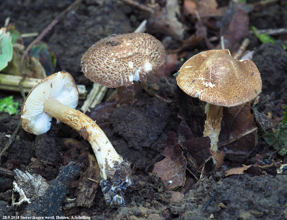 Lepiota boertmannii cf. Boertmanns Schirmling